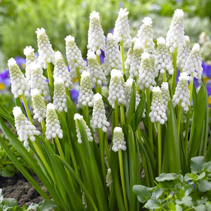 Grape Hyacinth Bulbs