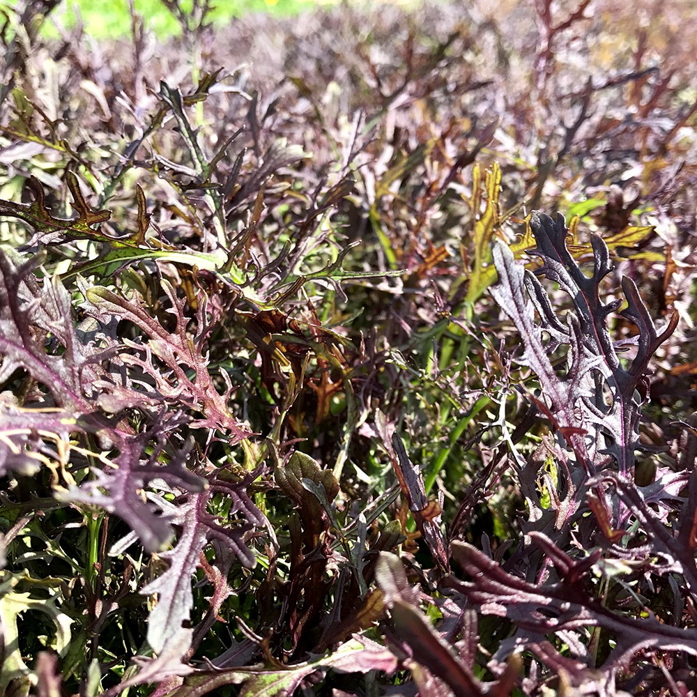 Mizuna Red Japenese Woos Seeds
