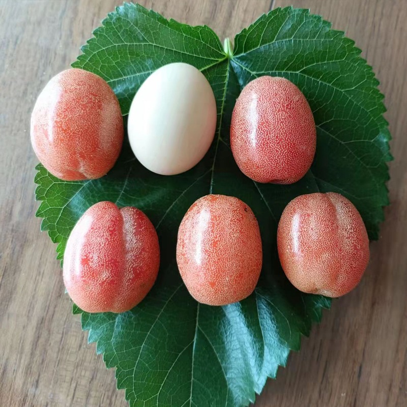 Elaeagnus Conferta Seeds