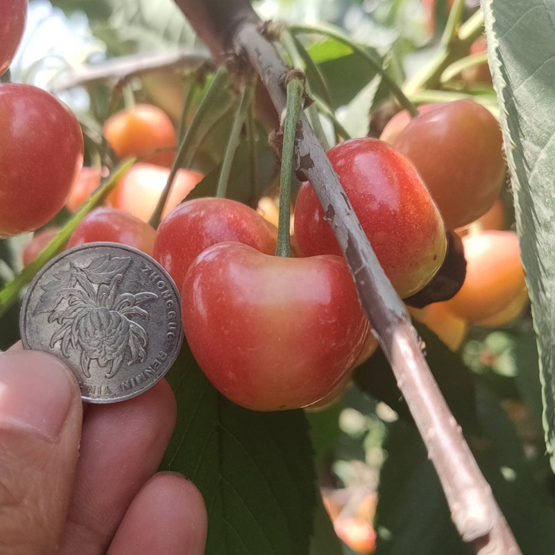 Yellow Merton Sweet Cherry Fruit Seeds(🪴Buy 4 Get 1 Free🌿Can be planted in winter)