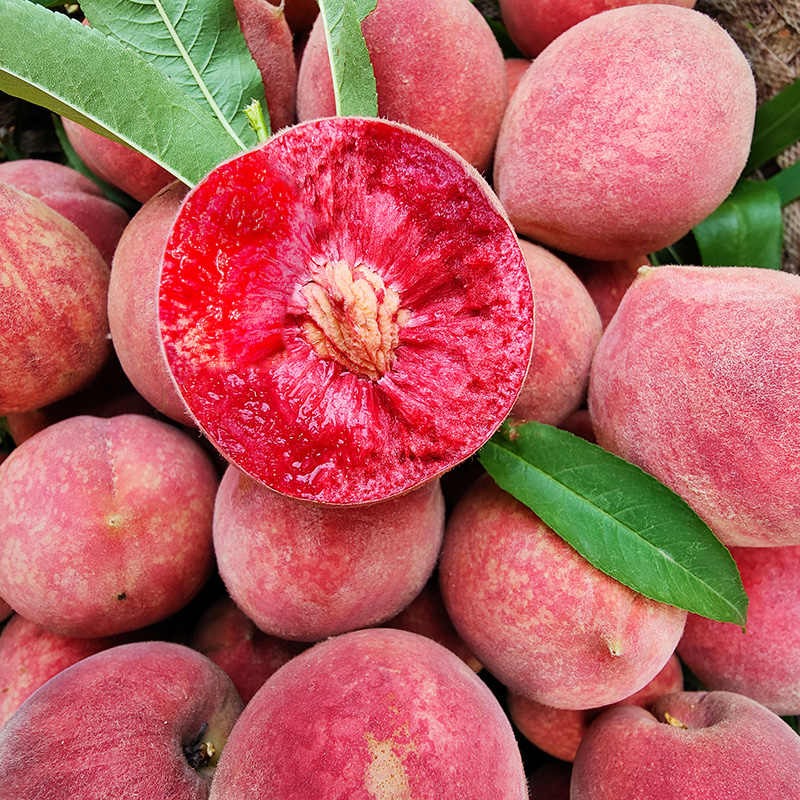 Blood Peach Tree Seeds