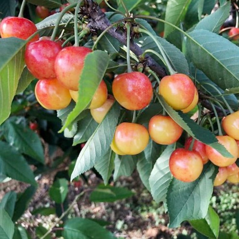 Yellow Merton Sweet Cherry Fruit Seeds(🪴Buy 4 Get 1 Free🌿Can be planted in winter)