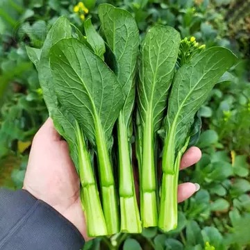 Four-Season Sweet Choy Sum Seeds