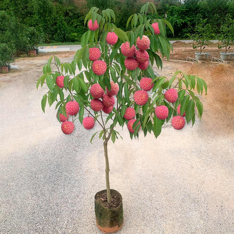 Seedless Lychee Seeds