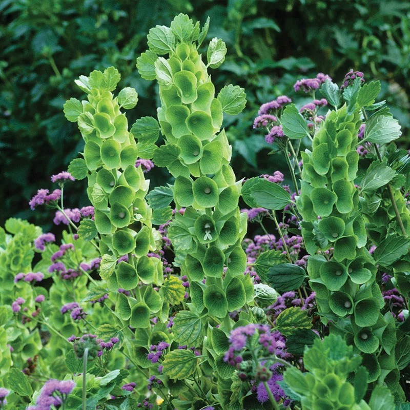 Bells of Ireland Seeds