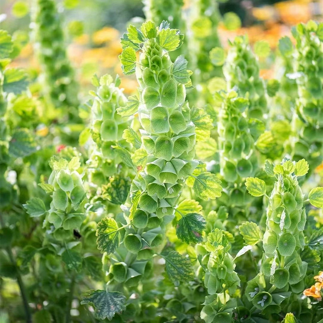 Bells of Ireland Seeds