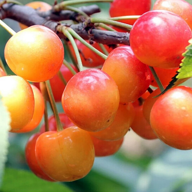 Yellow Merton Sweet Cherry Fruit Seeds(🪴Buy 4 Get 1 Free🌿Can be planted in winter)