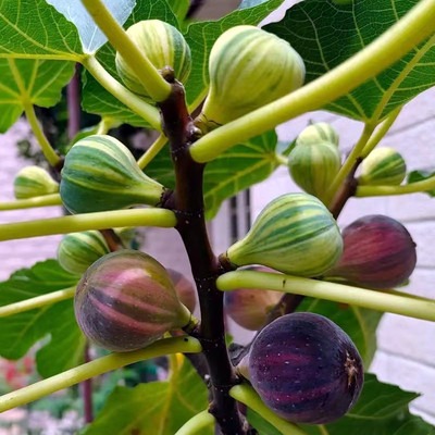Fig Tree Seeds (Ficus carica), Sweet Fruit Shrub
