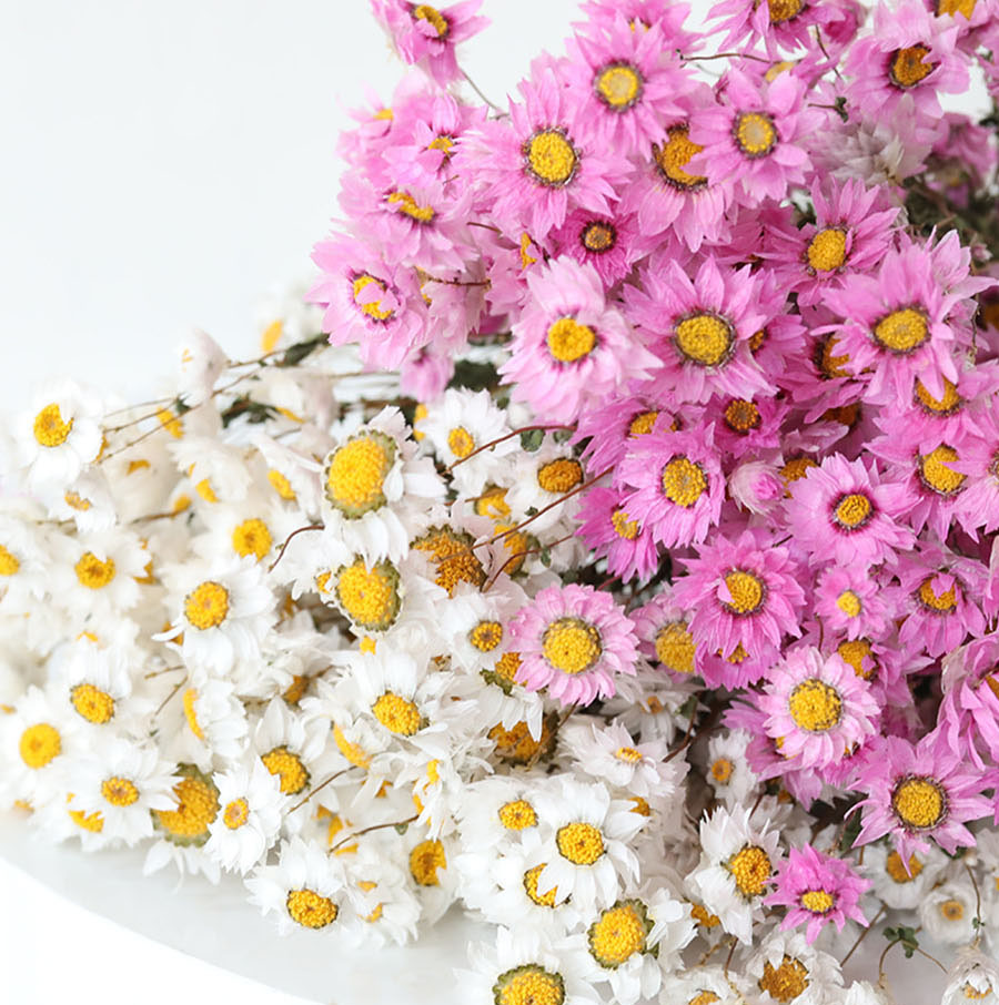 Rhodanthe ‘Ludan Bird’ Seeds