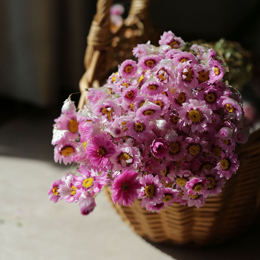 Rhodanthe ‘Ludan Bird’ Seeds