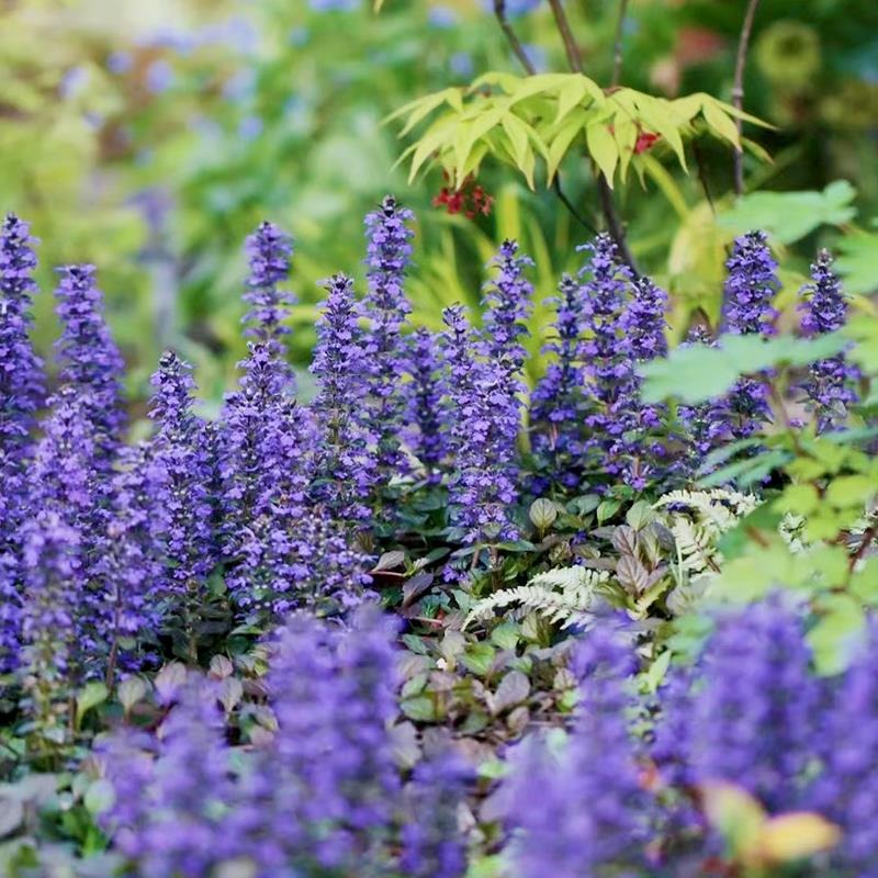 🌿 Ajuga Reptans Seeds – The Perfect Ground Cover for Any Garden! 🌸✨