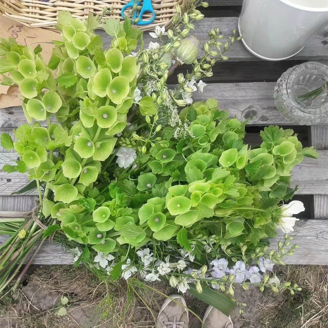 Bells of Ireland Seeds