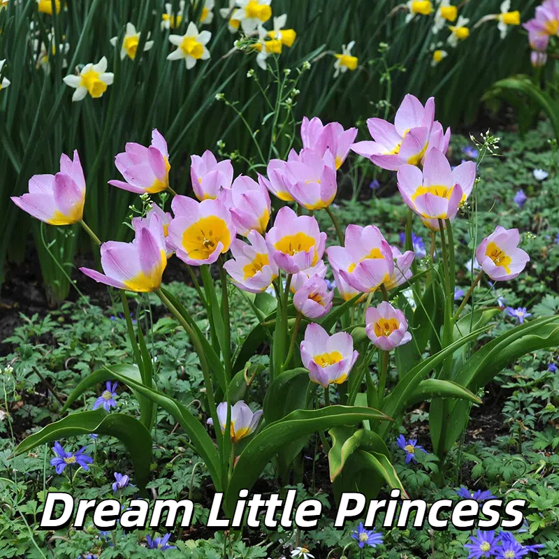 🌷 Botanical Tulip Bulbs🌷