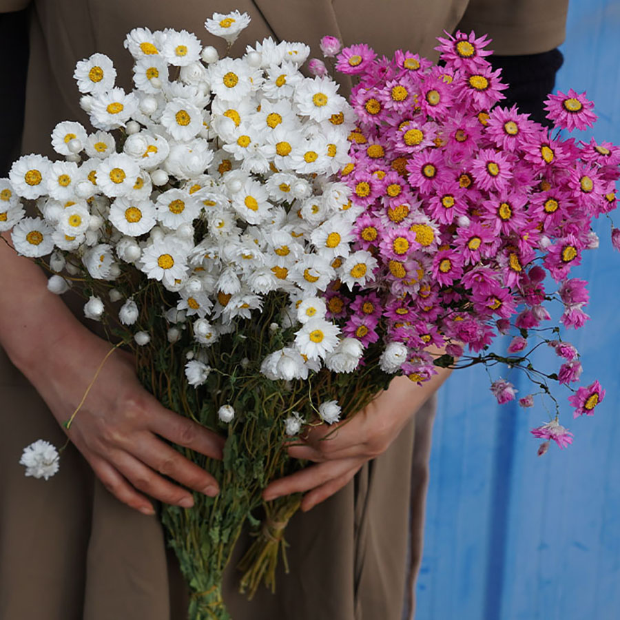 Rhodanthe ‘Ludan Bird’ Seeds