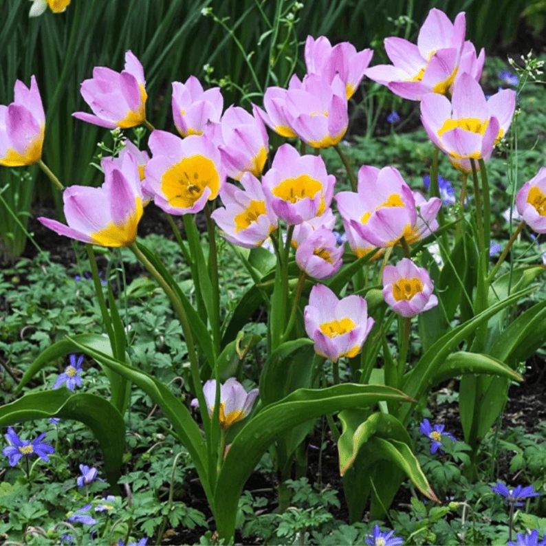 🌷 Botanical Tulip Bulbs🌷