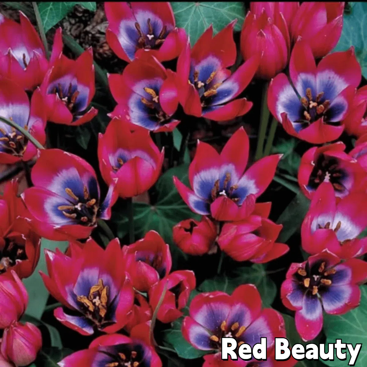 🌷 Botanical Tulip Bulbs🌷