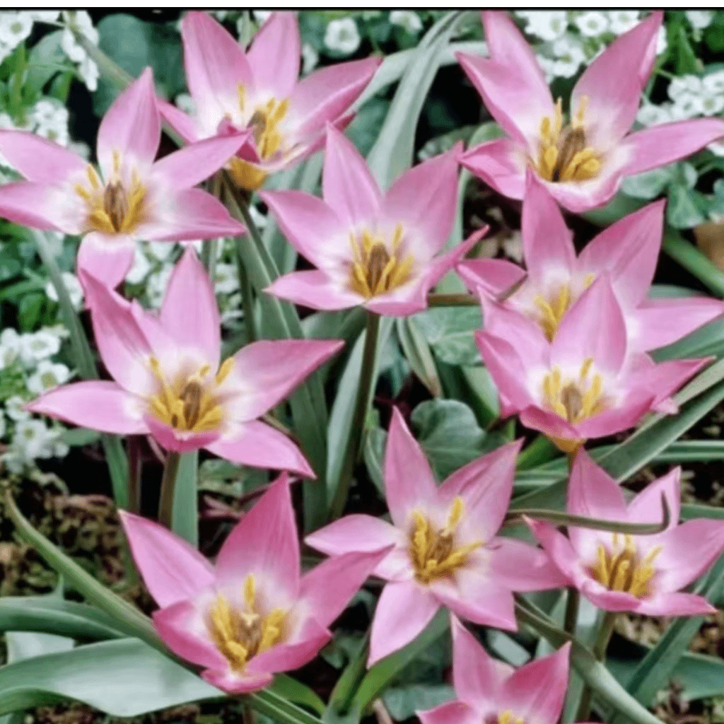 🌷 Botanical Tulip Bulbs🌷