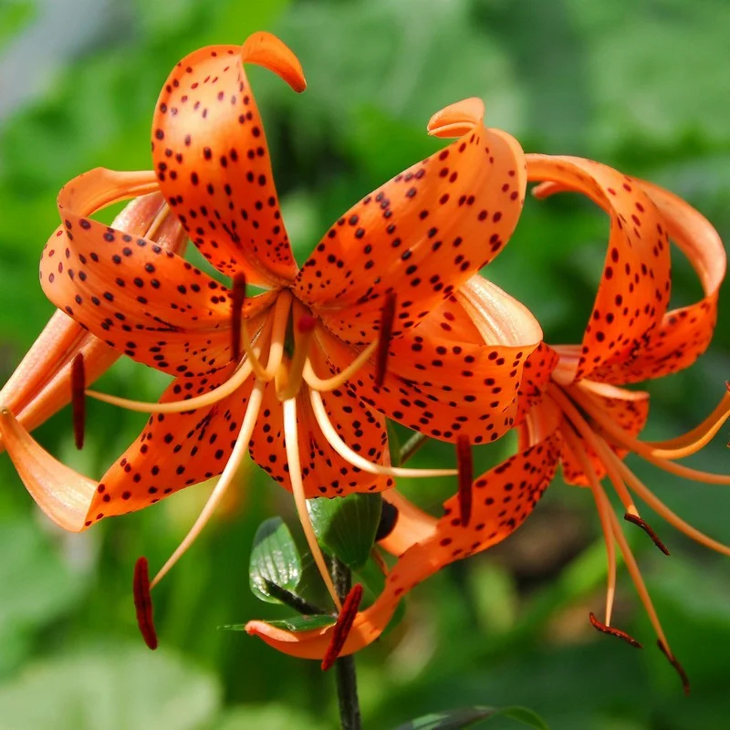 Old-Favorite Tiger Lily Seeds