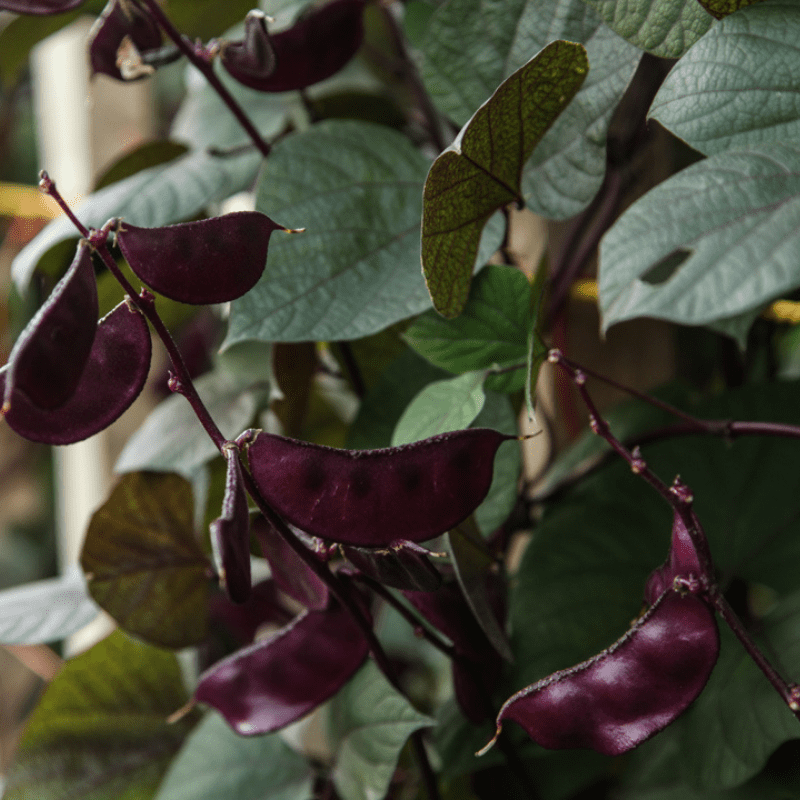 🐷 Pig Ear Bean Seeds