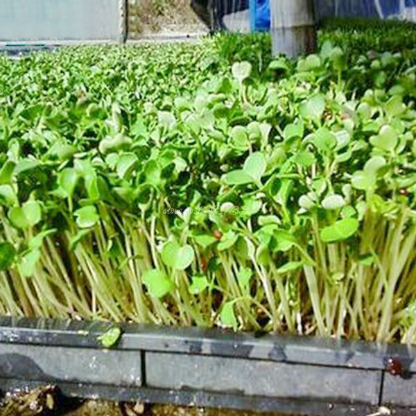 Radish Sprouts Seeds-chloriseeds