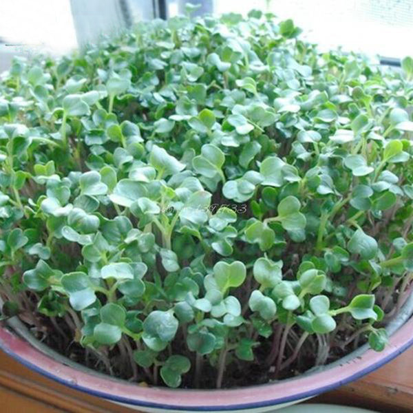 Radish Sprouts Seeds-chloriseeds