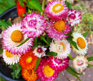 Colorful Strawflower