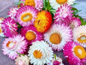 Colorful Strawflower