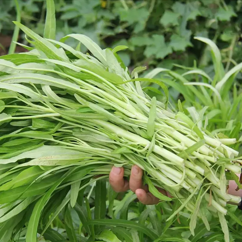Large Water Spinach Seeds,, Kangkong Seeds, Ong Choy Seeds