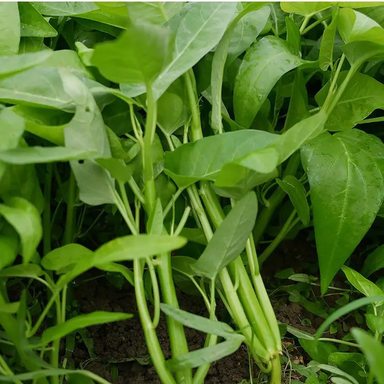 Large Water Spinach Seeds,, Kangkong Seeds, Ong Choy Seeds