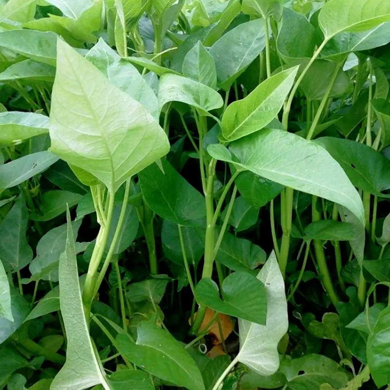 Large Water Spinach Seeds,, Kangkong Seeds, Ong Choy Seeds