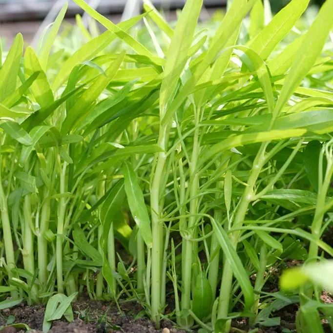 Large Water Spinach Seeds,, Kangkong Seeds, Ong Choy Seeds
