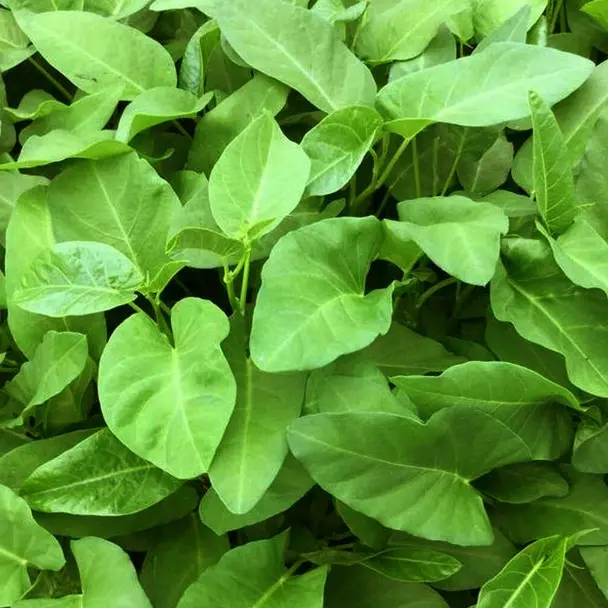 Large Water Spinach Seeds,, Kangkong Seeds, Ong Choy Seeds