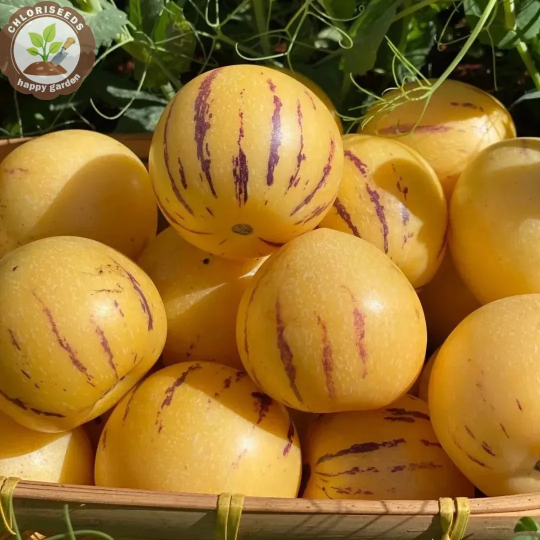 Pepino Melon Seeds Ginseng Fruit