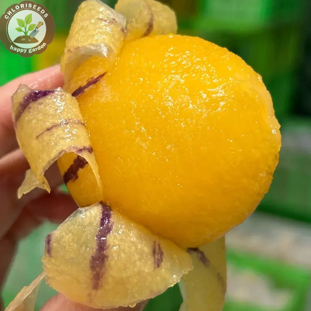 Pepino Melon seed Melon pear or sweet cucumber Exotic fruit