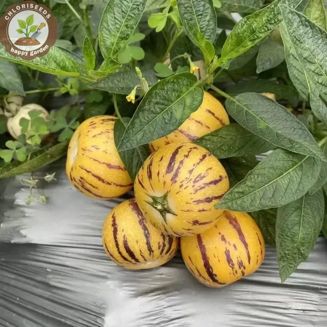 Pepino Melon Seeds Ginseng Fruit