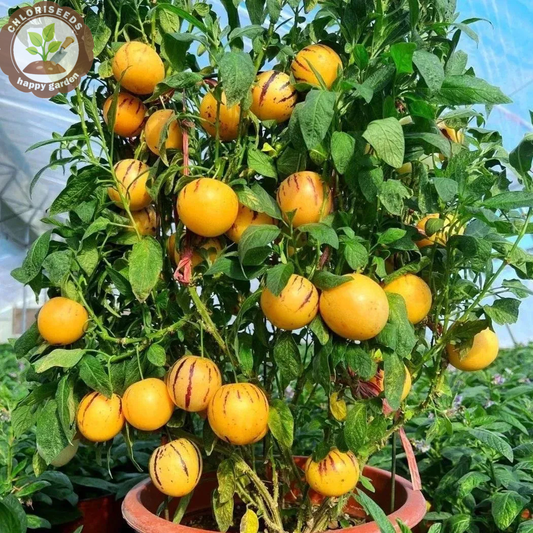 Pepino Melon seed Melon pear or sweet cucumber Exotic fruit