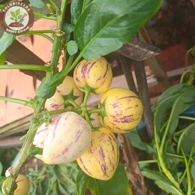 Pepino Melon seed Melon pear or sweet cucumber Exotic fruit