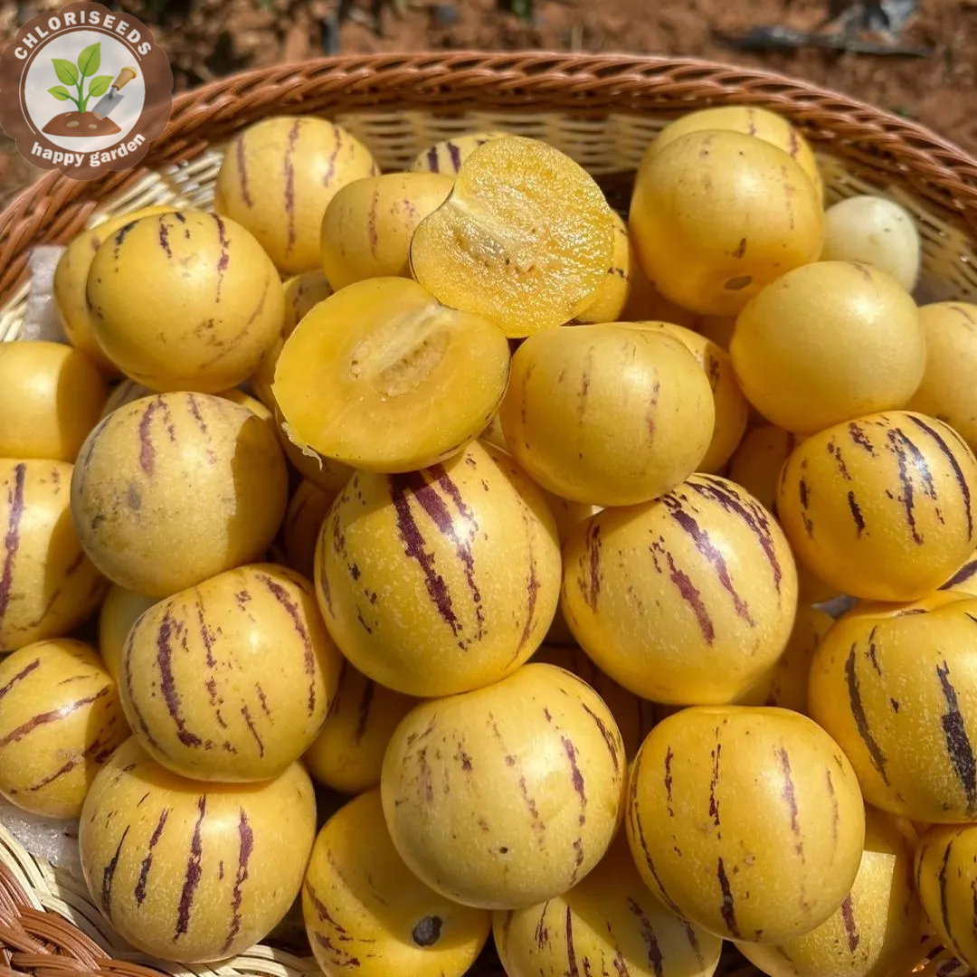 Pepino Melon seed Melon pear or sweet cucumber Exotic fruit