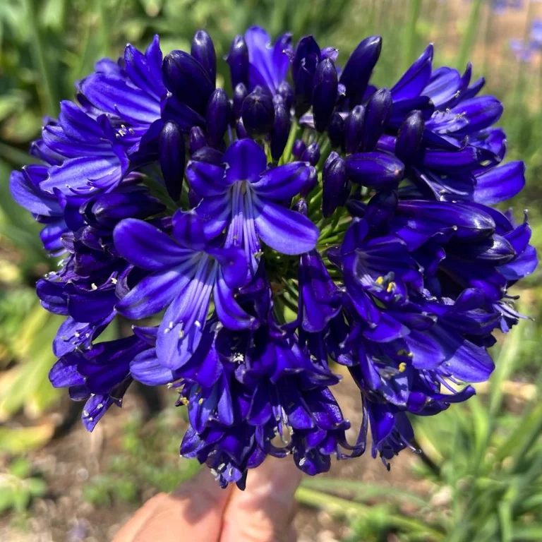 Garden Fairy Agapanthus