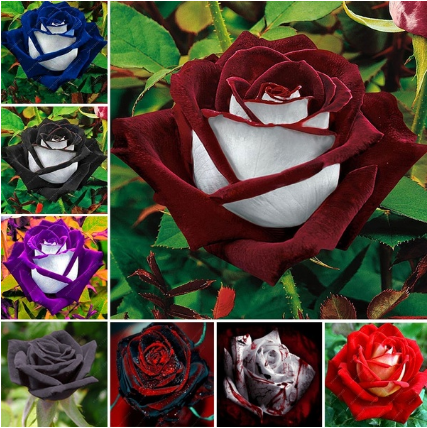 20 Pcs/bag Black Rose Flower Colorful Rose Petals Plant Seeds for Home Garden-chloriseeds