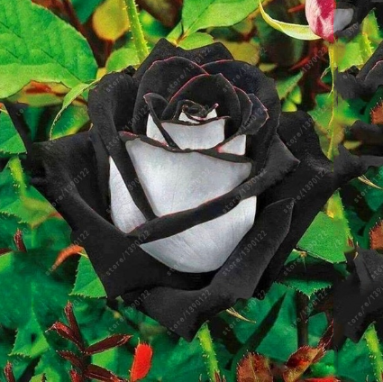 20 Pcs/bag Black Rose Flower Colorful Rose Petals Plant Seeds for Home Garden-chloriseeds