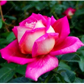 20 Pcs/bag Black Rose Flower Colorful Rose Petals Plant Seeds for Home Garden-chloriseeds