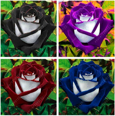 20 Pcs/bag Black Rose Flower Colorful Rose Petals Plant Seeds for Home Garden-chloriseeds