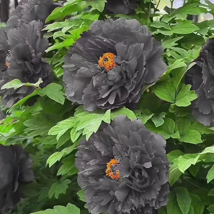 Black Beauty Peony Flower-chloriseeds