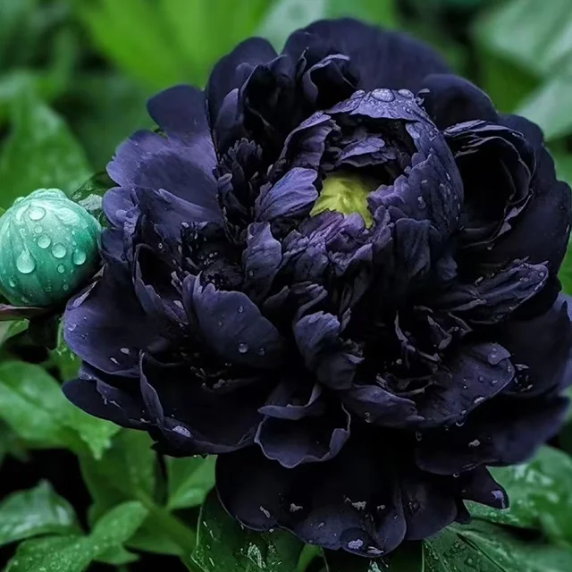 Black Beauty Peony Flower-chloriseeds