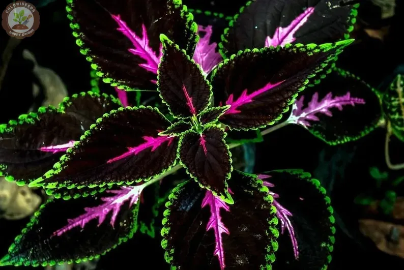 🌈 Rainbow Coleus Mix Seeds