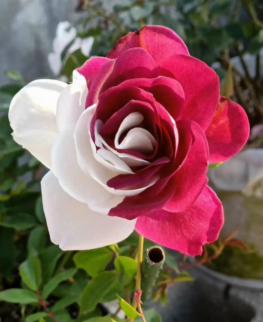 Rare Twin Roses - Seeds-chloriseeds