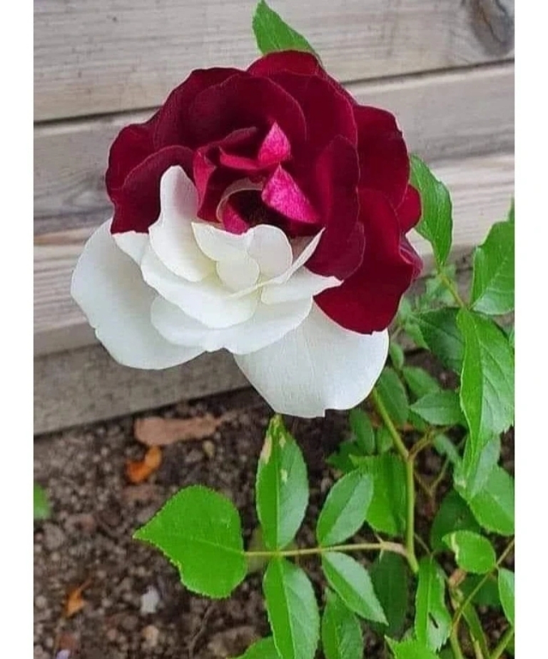 Rare Twin Roses - Seeds-chloriseeds