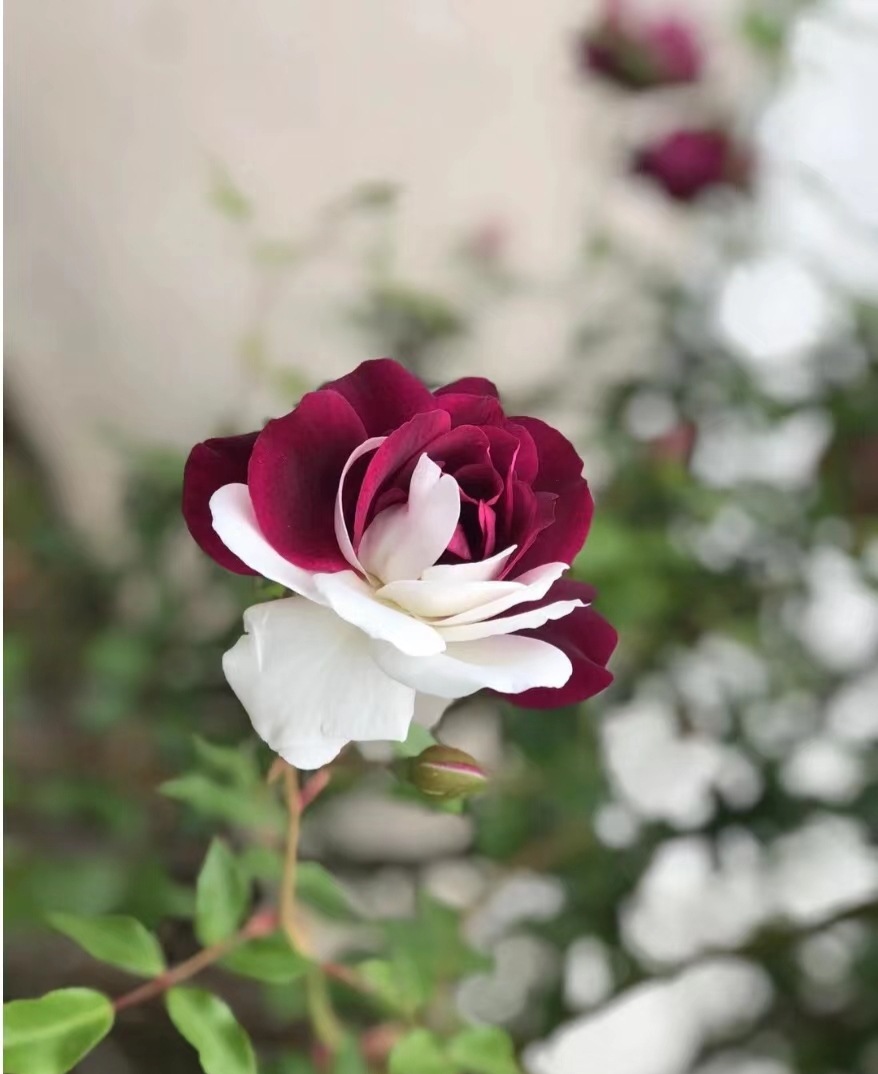 Rare Twin Roses - Seeds-chloriseeds
