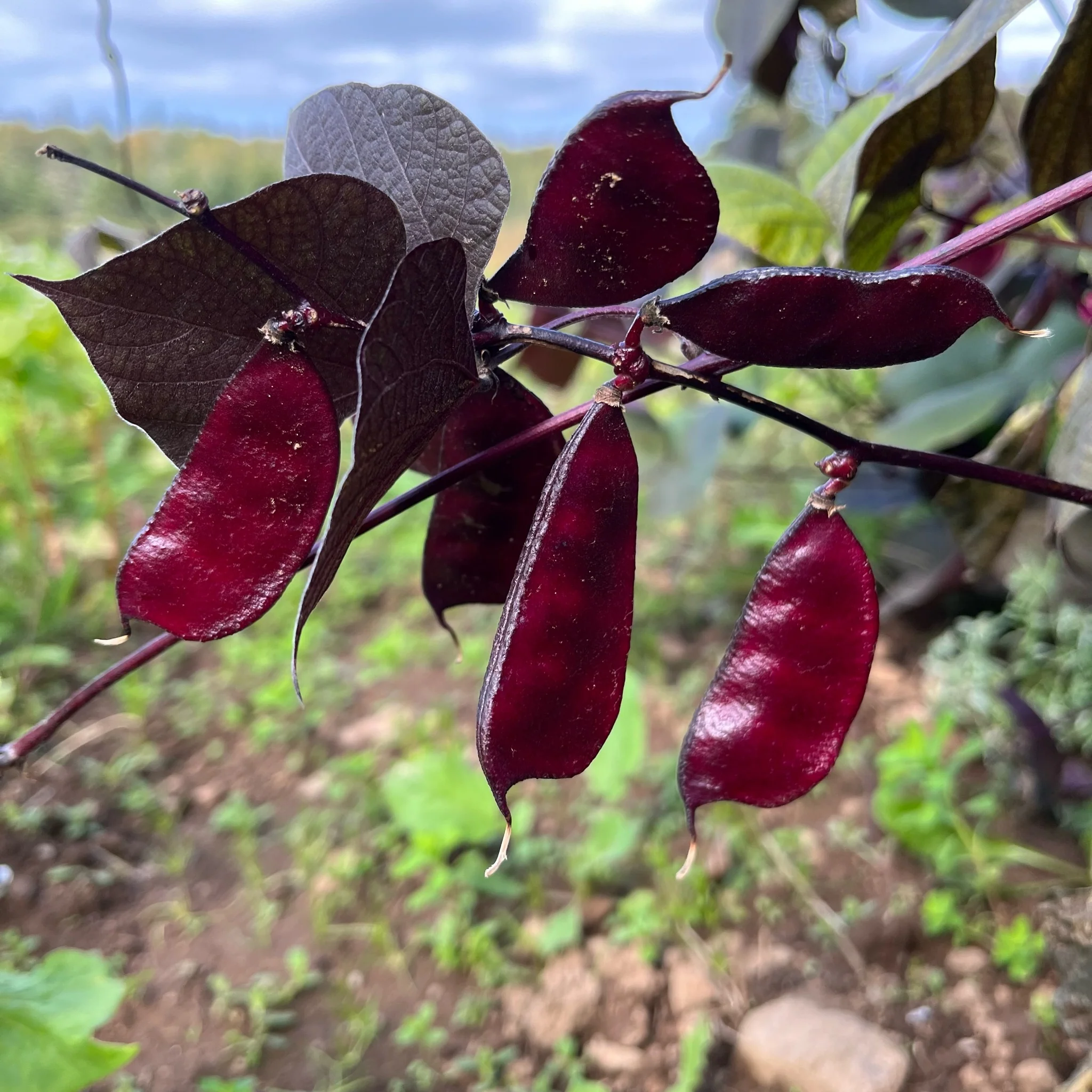 🐷 Pig Ear Bean Seeds